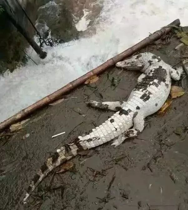 配送死鳄鱼半路活了配送死鳄鱼半路活了，揭秘背后的奇迹与故事